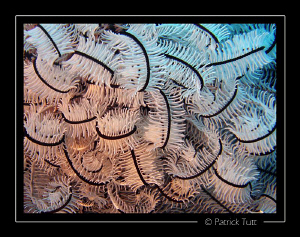 Need of a hairdresser... - Maldives - Lumix FX01 by Patrick Tutt 